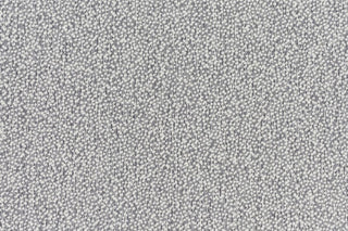 T01009905_CL